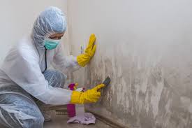  Rosemont, PA Mold Removal Pros